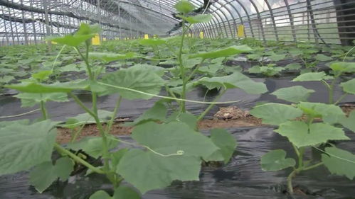 新鄉延津縣 產業引領，項目帶動，鋪就鄉村振興新“糧”道